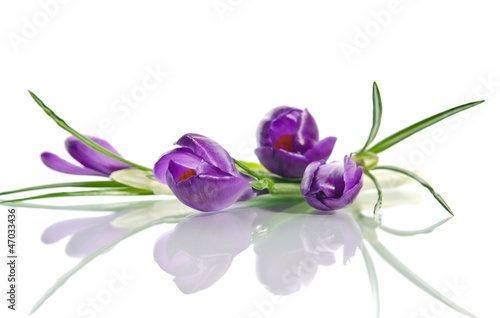 Fototapeta Naklejka Na Ścianę i Meble -  Beautiful violet crocus isolated on white