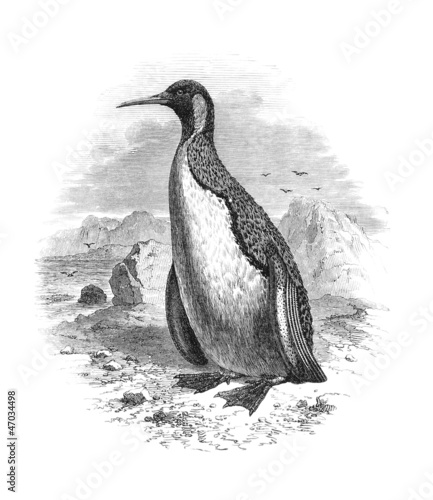 Bild auf Leinwand Great Penguin - Grand Manchot