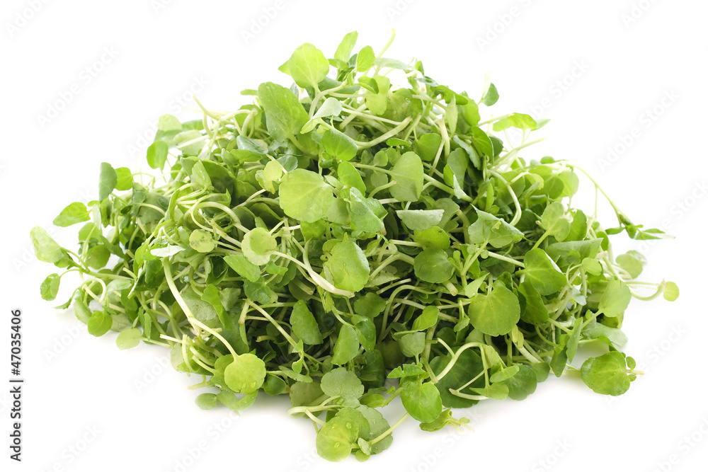 Watercress Watercress