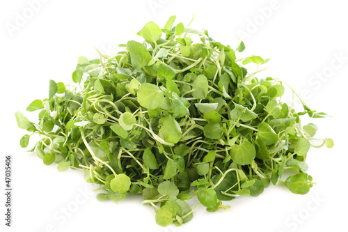 Obraz na płótnie Watercress