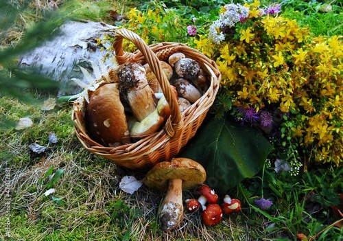 грибы в корзине стоят на мхе