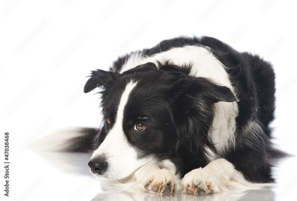 Border collie dog - Border Collie Border collie dog - Border Collie