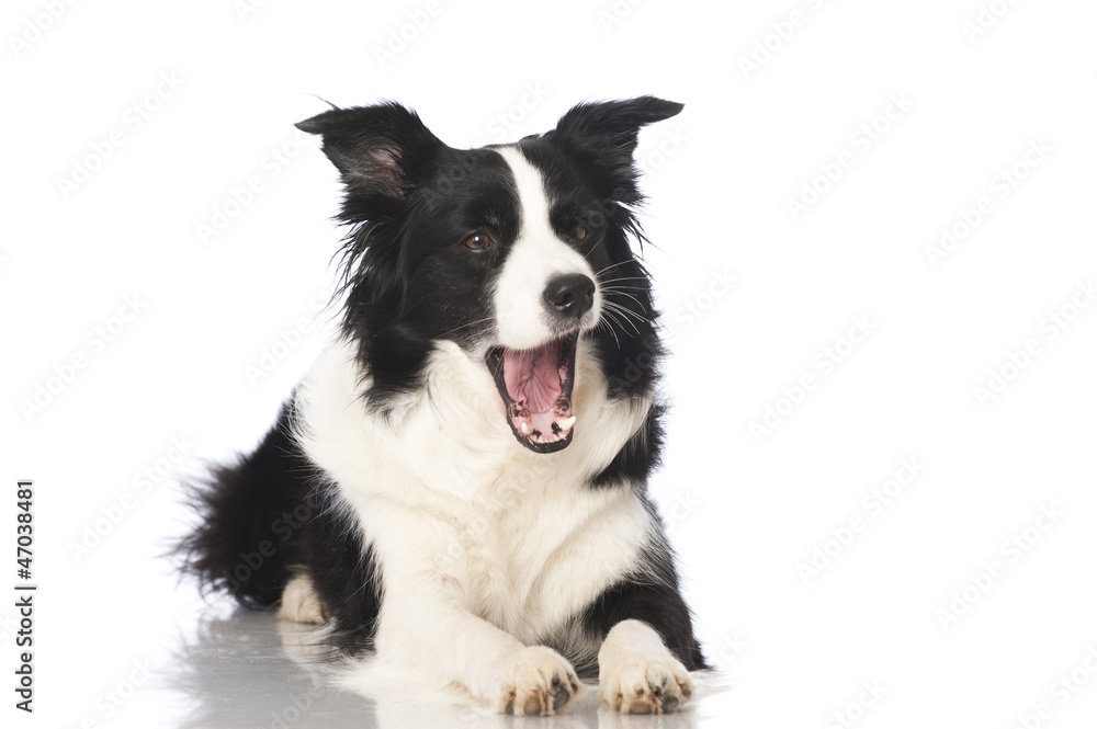 Border collie dog - Border Collie