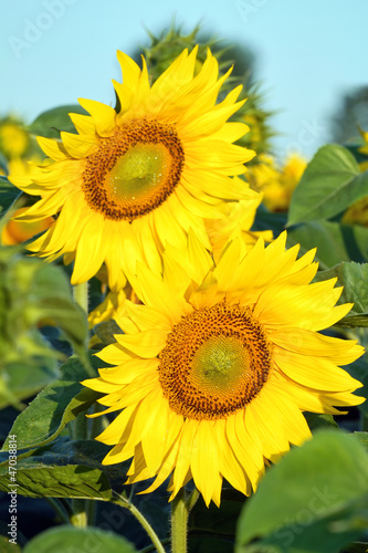 Sunflowers in a field