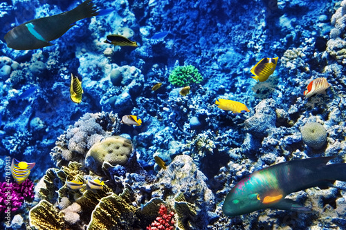 Fototapeta Naklejka Na Ścianę i Meble -  Coral and fish in the Red Sea. Egypt