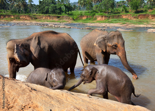 Elephant on Sri Lanka