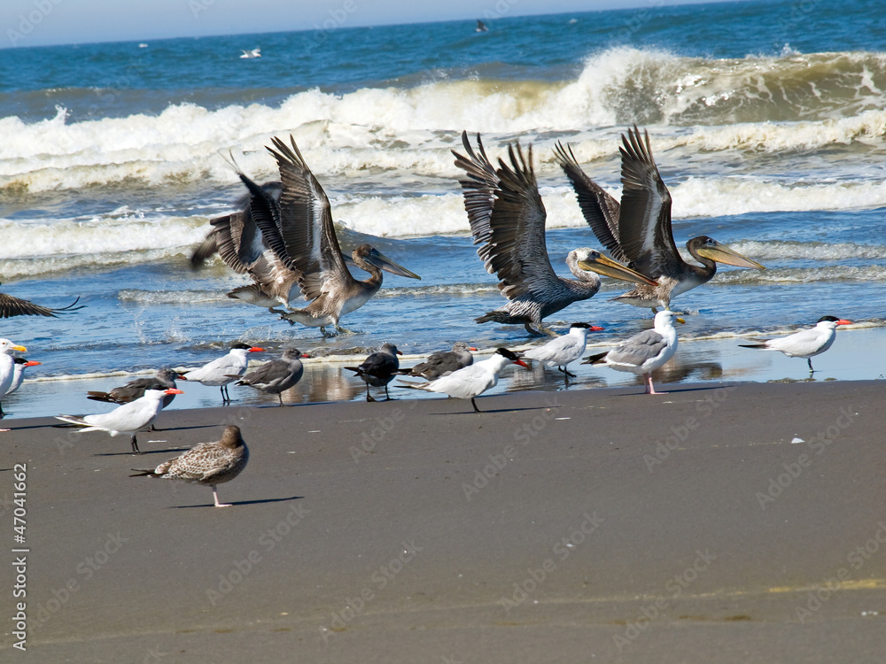 Naklejka premium A Variety of Seabirds at the Seashore Featuring Pelicans