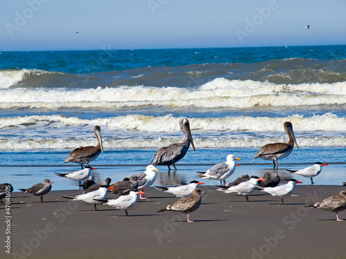 A Variety of Seabirds at the Seashore Featuring Pelicans © Frank Jr