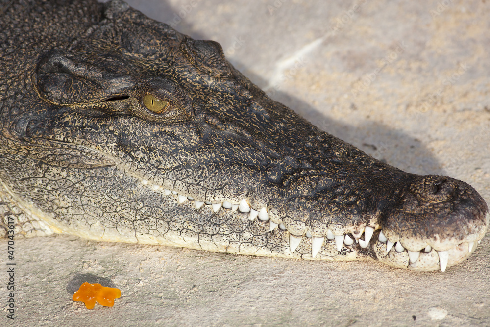Obraz premium Krokodil mit Gummibärchen