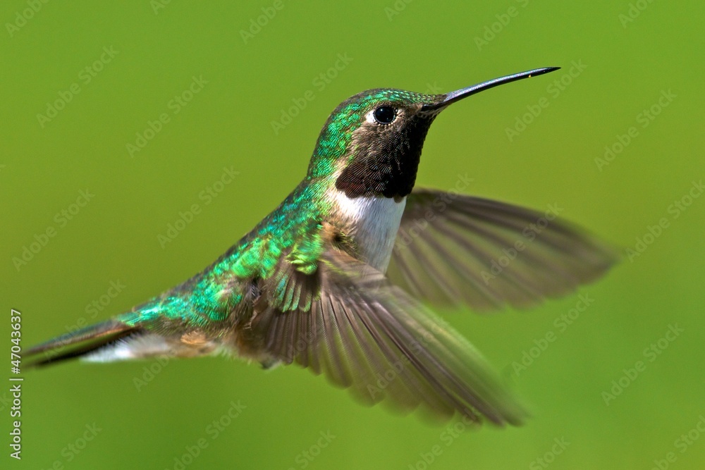 Fototapeta premium Male broad-tailed hummingbird