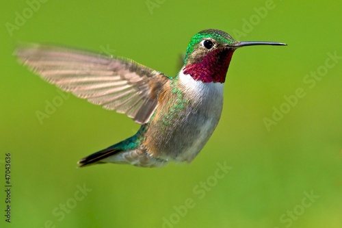 Male broad-tailed hummingbird
