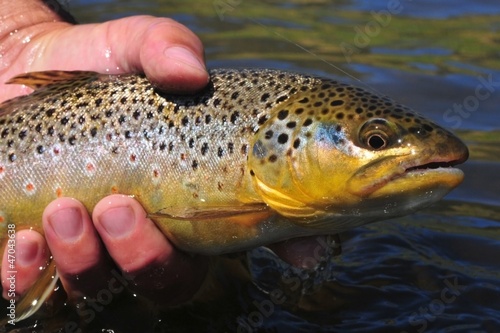 Beautiful brown trout caught while fly fishing