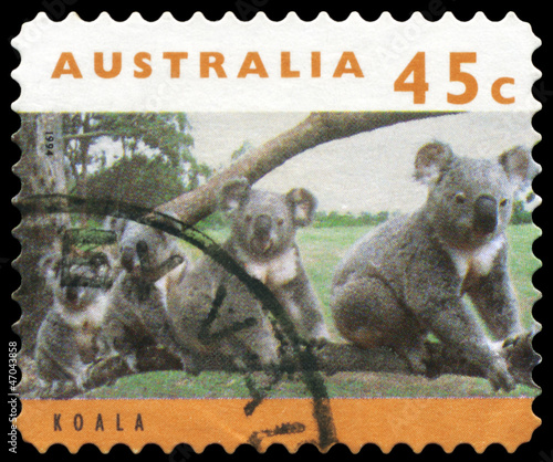 AUSTRALIA - CIRCA 1994 Koalas