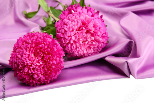 beautiful aster flowers, on silk background