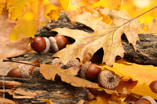 brown acorns on autumn leaves, close up