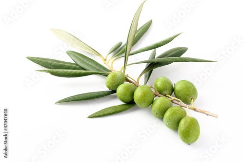 Olive verdi e ramoscelli 2 - Olive green and twigs 2 photo