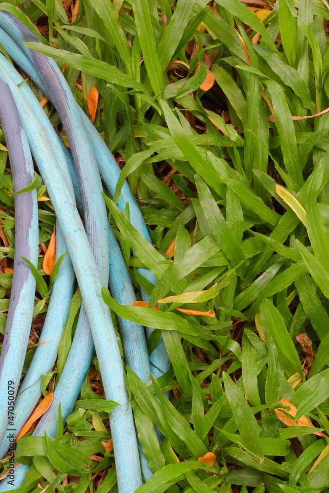 Green grass and rubber tube