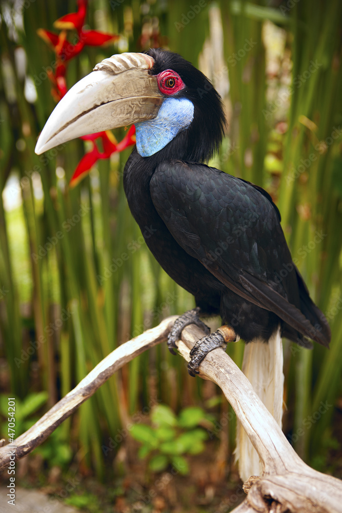 Naklejka premium birв toucan