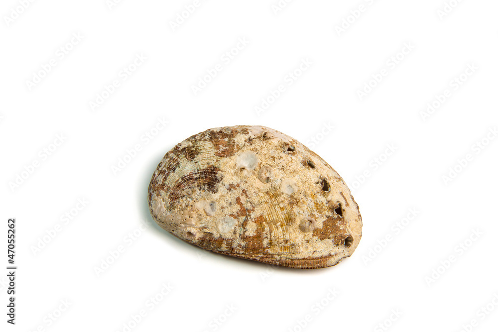 sea shell isolated on white sea shell isolated on white