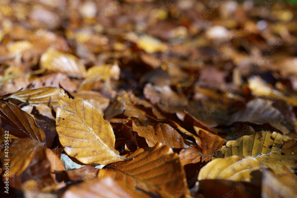 Fall Fall