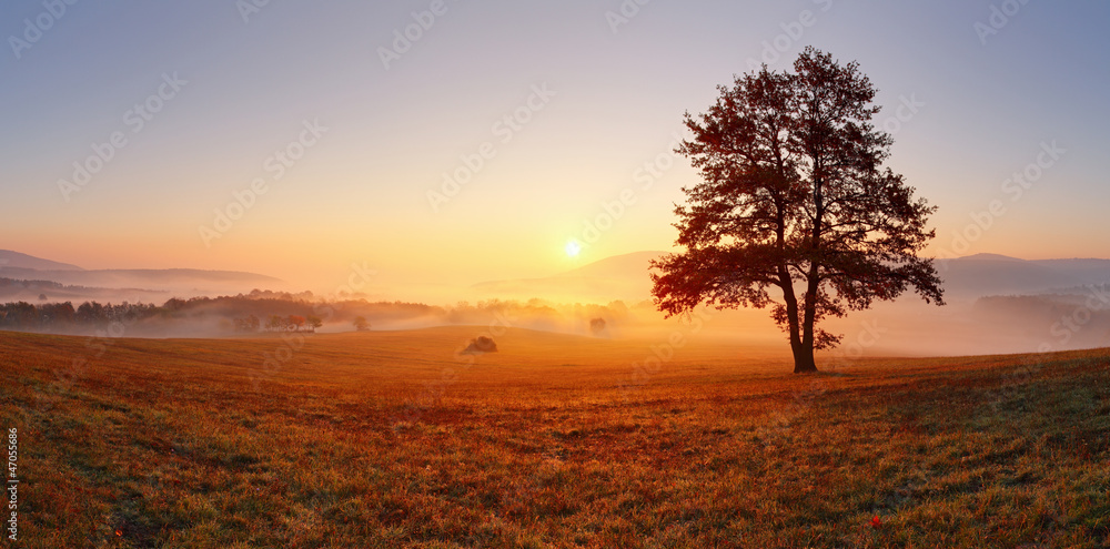Alone tree on meadow at sunset with sun and mist - panorama
