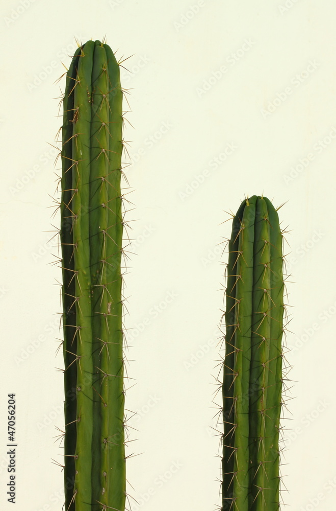 Naklejka premium San Pedro cactus