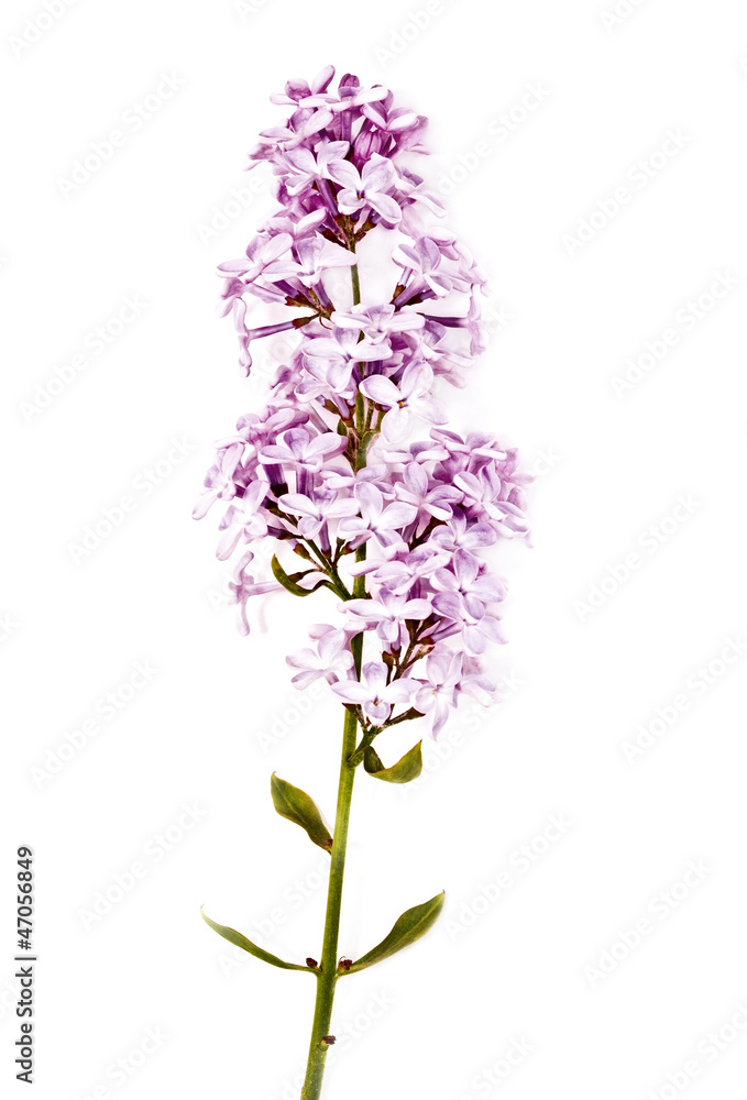 beautiful lilac flowers isolated on white beautiful lilac flowers isolated on white