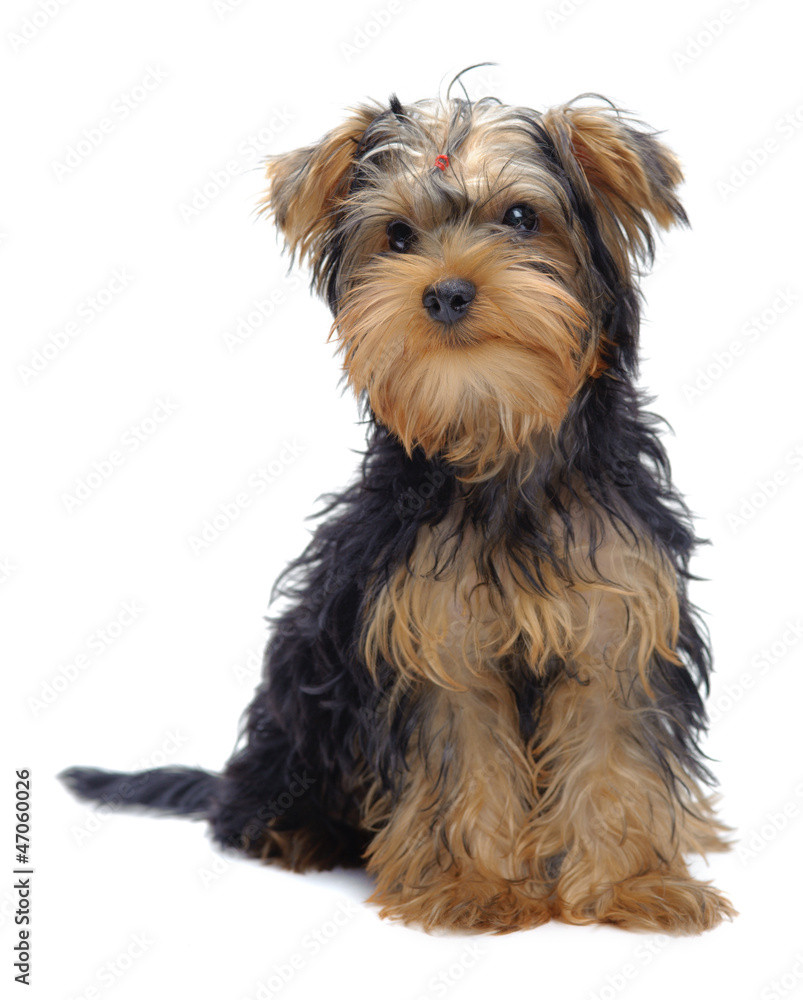 Portrait of laying puppy of yorkshire terrier