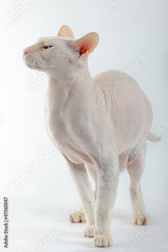 Fototapeta Naklejka Na Ścianę i Meble -  Peterbald cat, Oriental Shorthairl on white