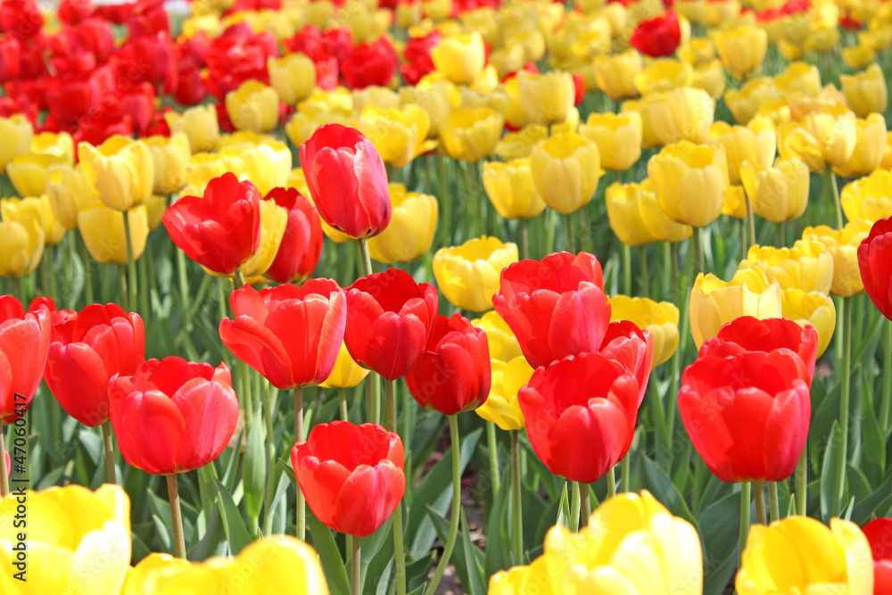 Obraz premium Bright red and yellow tulips on a sunny spring day