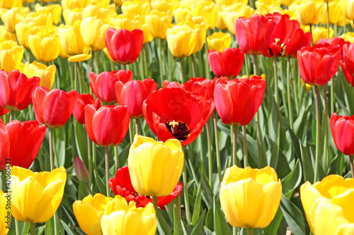 Bright red and yellow tulips