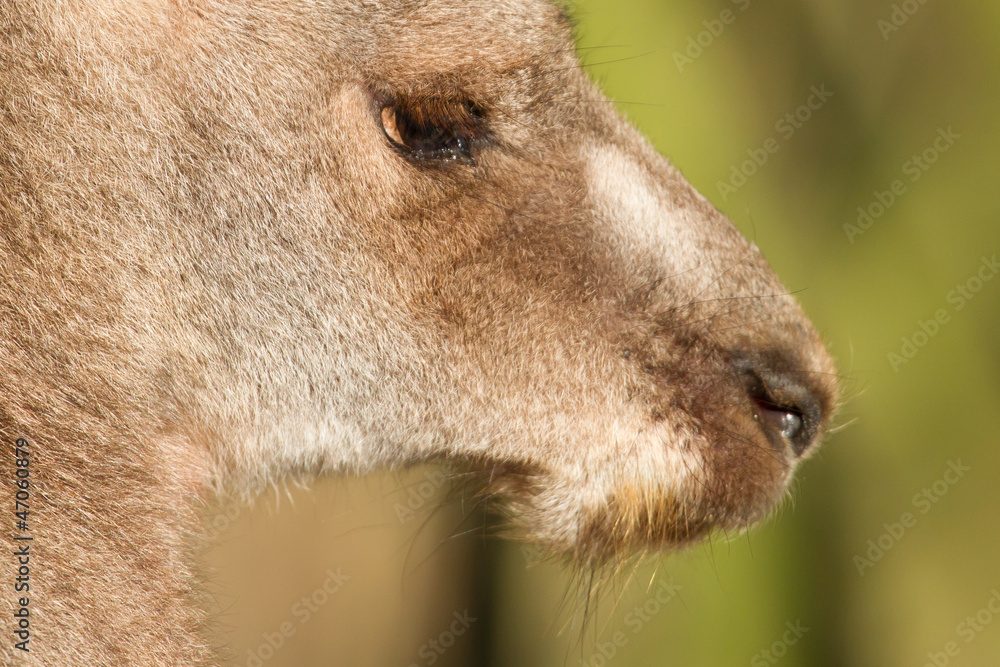 Fototapeta premium Close-up of an adult kangaroo