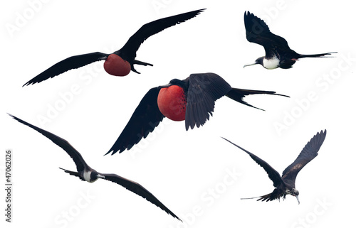 Set of a Great Frigatebird isolated on white.