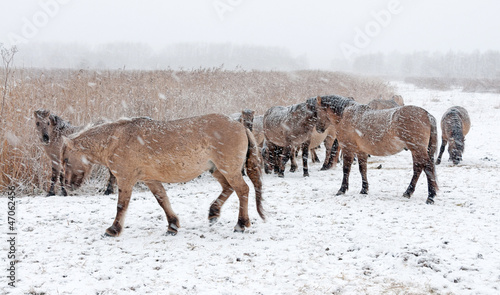Konik horses in the snow in winter