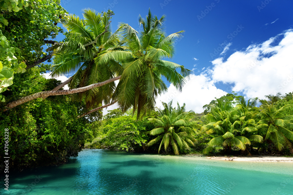 lake and palms, Mahe island, Seychelles - obrazy, fototapety, plakaty 