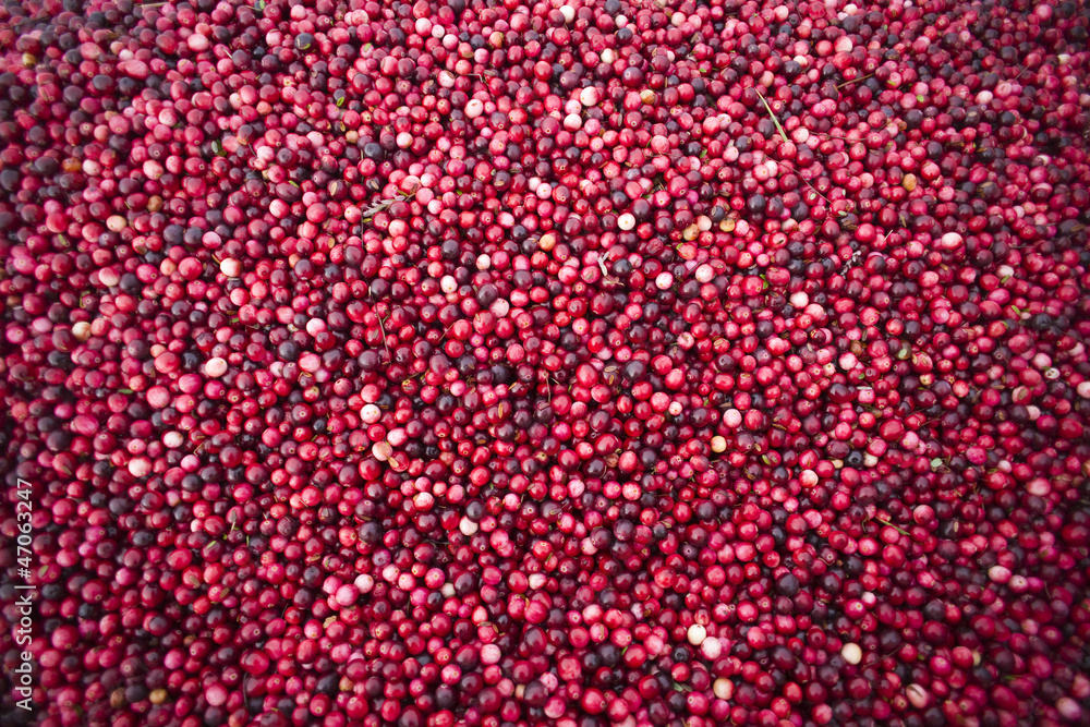 Harvest Harvest