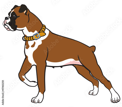 boxer dog