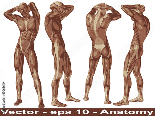 Vector conceptual human anatomy body with muscle