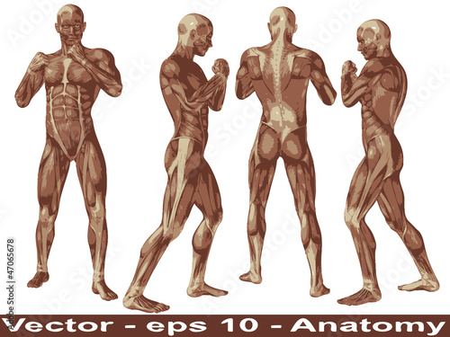 Vector conceptual human anatomy body with muscle