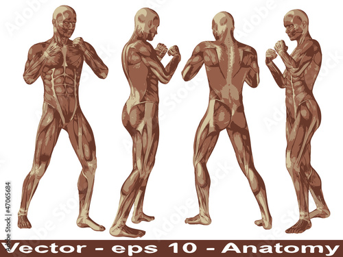 Vector conceptual human anatomy body with muscle