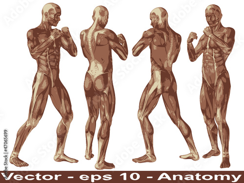 Vector conceptual human anatomy body with muscle