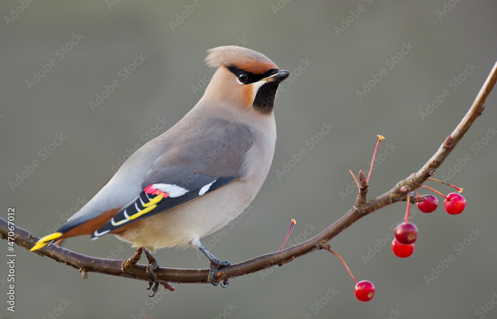 Naklejka premium Bohemian Waxwing perched on a twig with berries