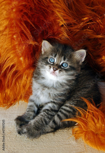 котёнок сидит с вытянутыми лапками