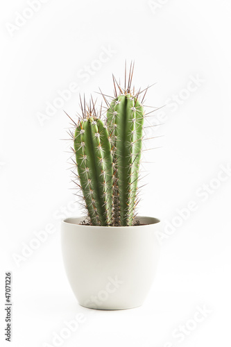 Valokuvatapetti cactus en macetero
