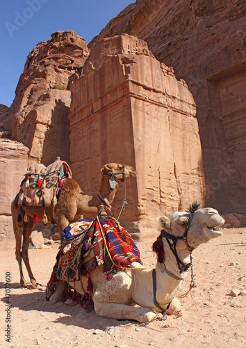 two camels near ancient ruins in Petra