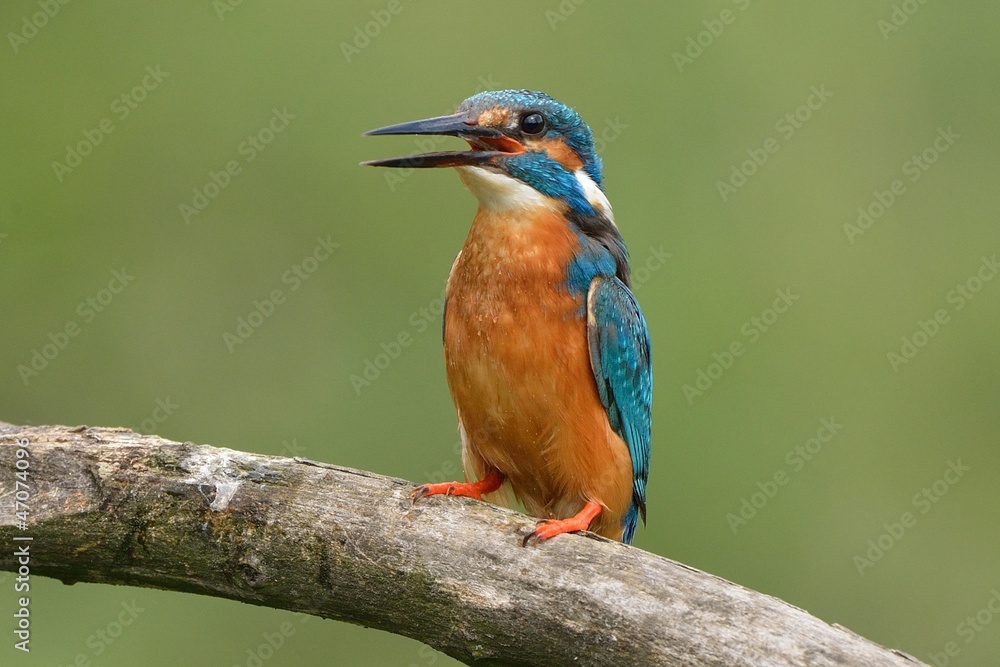 Kingfisher Kingfisher
