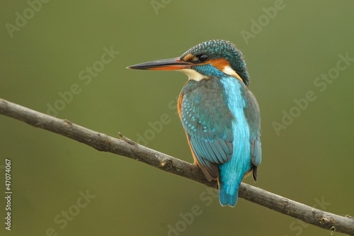 Kingfisher