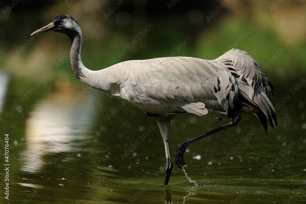 Obraz premium Gru comune