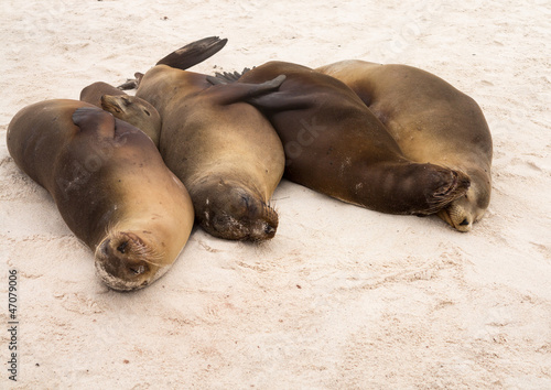 Four galapagos seals in a row on beach