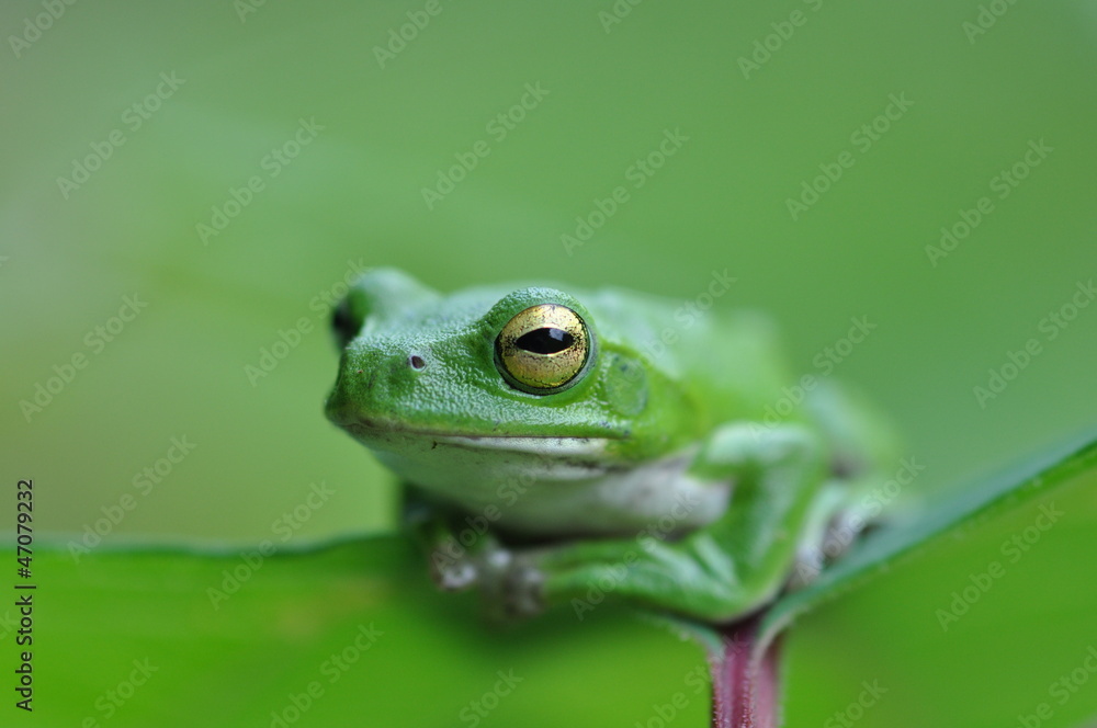 シュレーゲルアオガエル